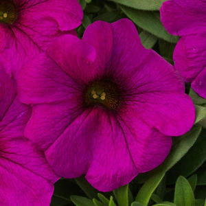 Trailing - Petchoa, Supercal (Petunia)