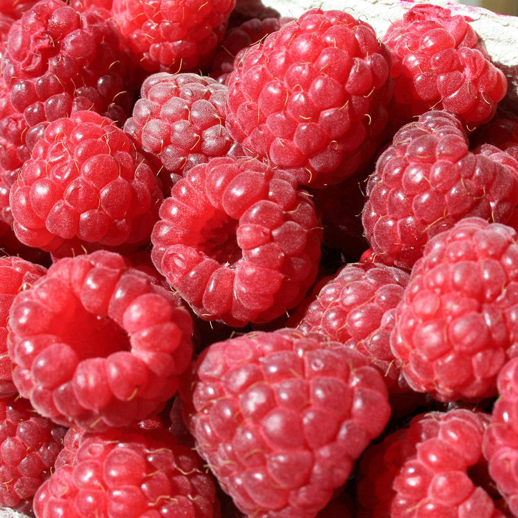 Raspberry, Everbearing - Heritage