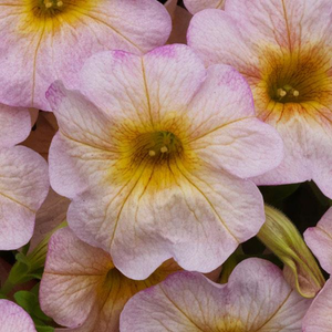 Trailing - Petchoa, Supercal (Petunia)