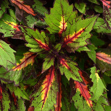 Load image into Gallery viewer, Coleus

