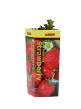 Load image into Gallery viewer, Strawberry - Everbearing
