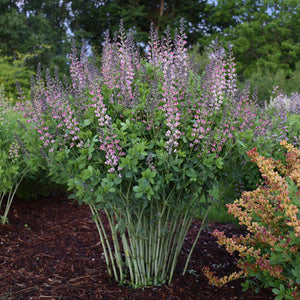 Baptisia - Decadence® Deluxe Pink Truffles