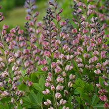 Load image into Gallery viewer, Baptisia - Decadence® Deluxe Pink Truffles

