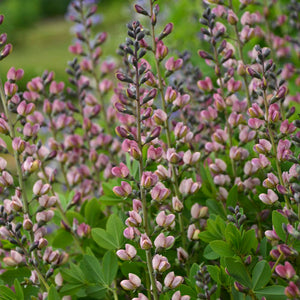 Baptisia - Decadence® Deluxe Pink Truffles