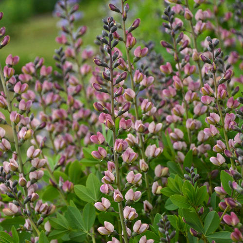 Baptisia - Decadence® Deluxe Pink Truffles