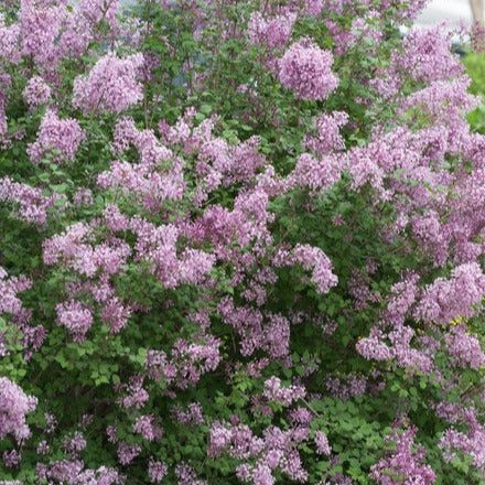 Syringa x 'Penda' USPP 20,575, Can 4,071 - Bloomerang® Purple Reblooming Lilac