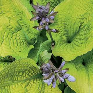 Hosta 'Coast to Coast' PW - Shadowland® Coast to Coast Hosta