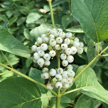 Load image into Gallery viewer, Cornus stolonifera - Arctic Fire® Yellow Red-Osier Dogwood
