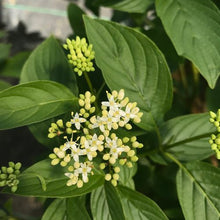 Load image into Gallery viewer, Cornus stolonifera - Arctic Fire® Yellow Red-Osier Dogwood
