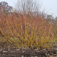 Load image into Gallery viewer, Cornus stolonifera - Arctic Fire® Yellow Red-Osier Dogwood
