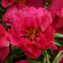 Load image into Gallery viewer, Portulaca, Happy Hour
