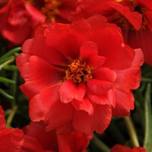 Load image into Gallery viewer, Portulaca, Happy Hour
