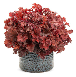 Heuchera Dolce® 'Cherry Truffles' - Dolce® Cherry Truffles Coral Bells