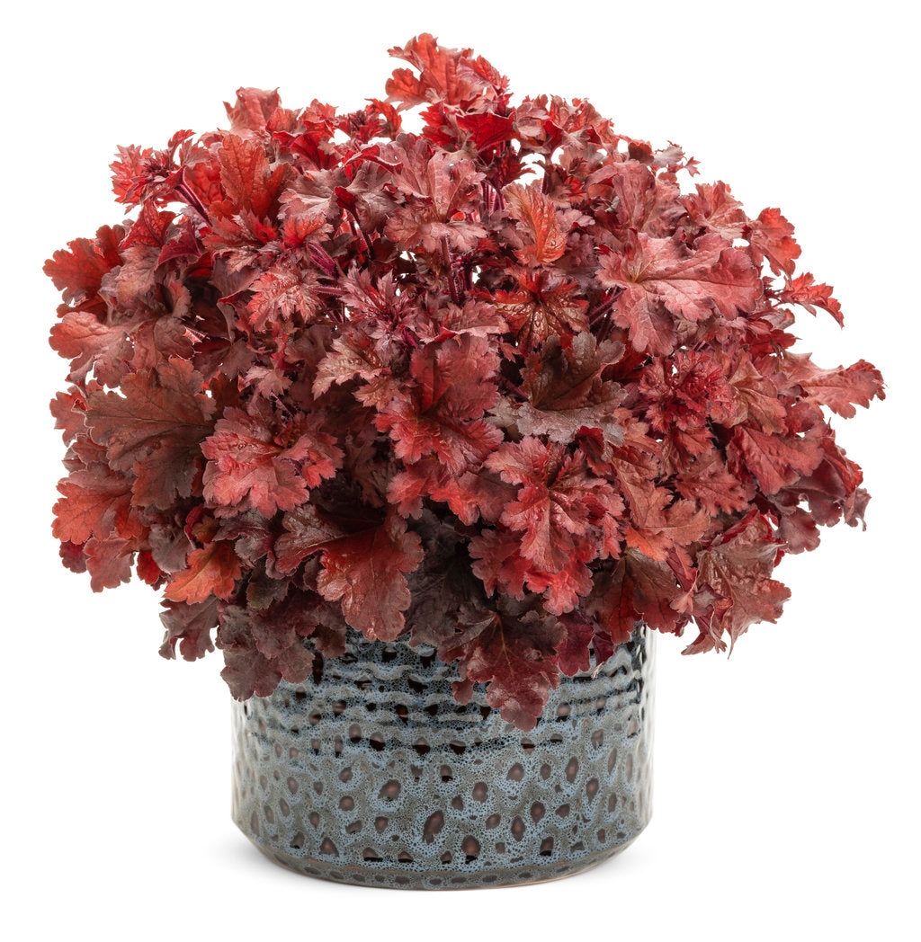 Heuchera Dolce® 'Cherry Truffles' - Dolce® Cherry Truffles Coral Bells