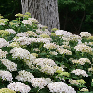 Hydrangea arborescens - Invincibelle Wee White® Smooth hydrangea