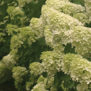 Hydrangea paniculata - Limelight Hardy Hydrangea