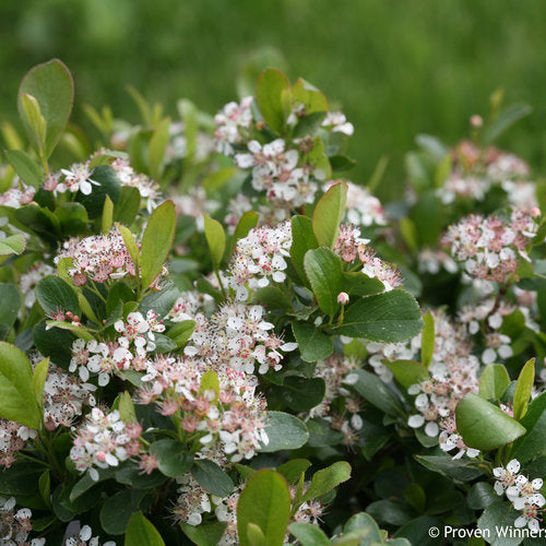 Aronia melanocarpa UCONNAM165 - Low Scape Mound™ Chokeberry
