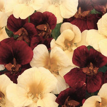 Load image into Gallery viewer, Tropaeolum - Nasturium
