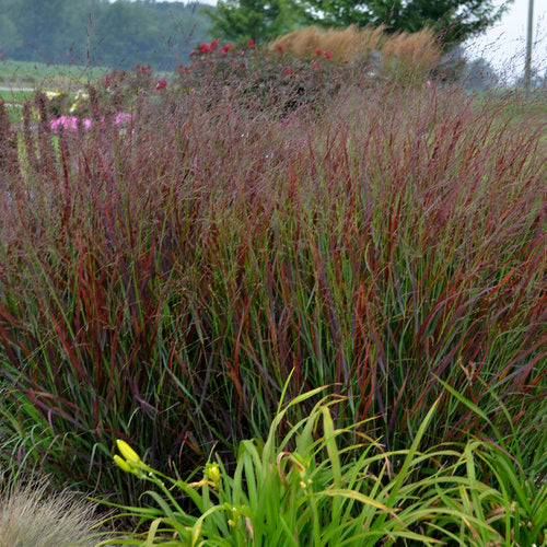 Panicum Cheyenne Sky 'PW' - Prairie Winds® 'Cheyenne Sky' Red Switch Grass