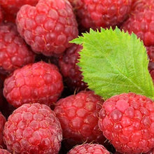 Load image into Gallery viewer, Raspberry, Summer Bearing - Latham
