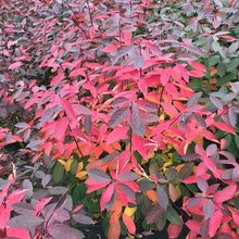 Load image into Gallery viewer, Itea virginica &#39;SMNIVDFC&#39; USPP - Scentlandia® Sweetspire
