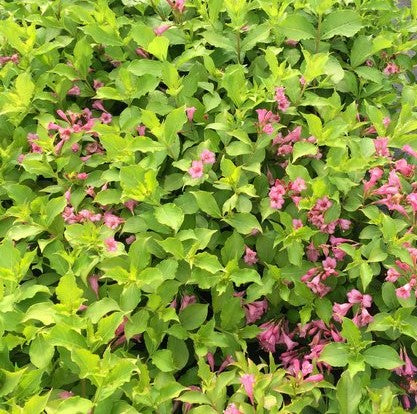Weigela florida - Snippet® Lime Weigela