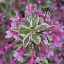 Load image into Gallery viewer, Weigela florida - My Monet Purple Effect®
