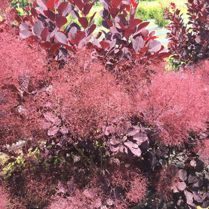 Cotinus coggygria - Winecraft Black® Smokebush